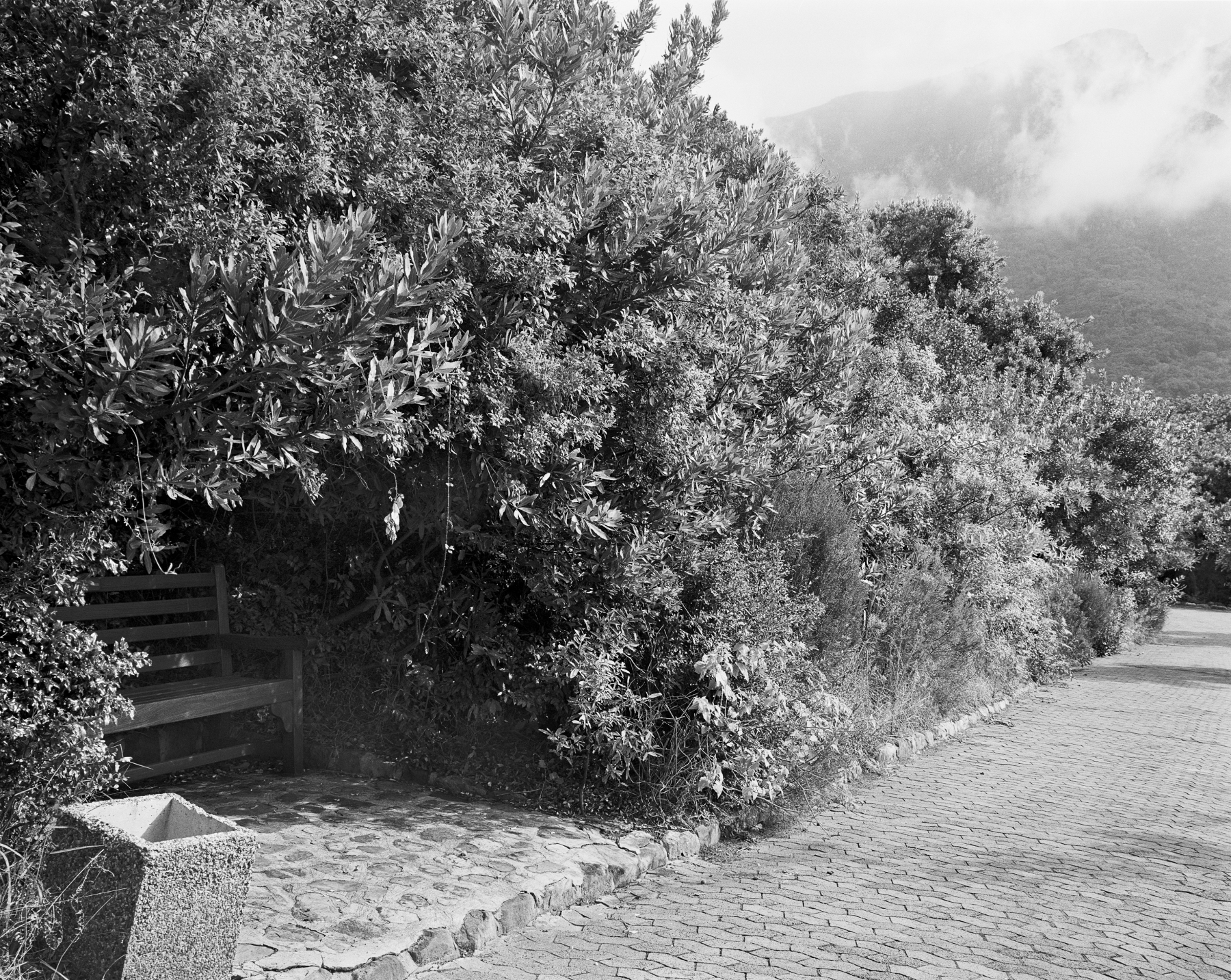 David Goldblatt

Remnant of a wild almond hedge planted in 1660 to prevent livestock from being taken out of the European settlement in South Africa by the indigenous Khoi. Kirstenbosch, Cape Town, 16 May 1993&amp;nbsp;

Silver gelatin handprint

Sales enquiries
&amp;nbsp;
