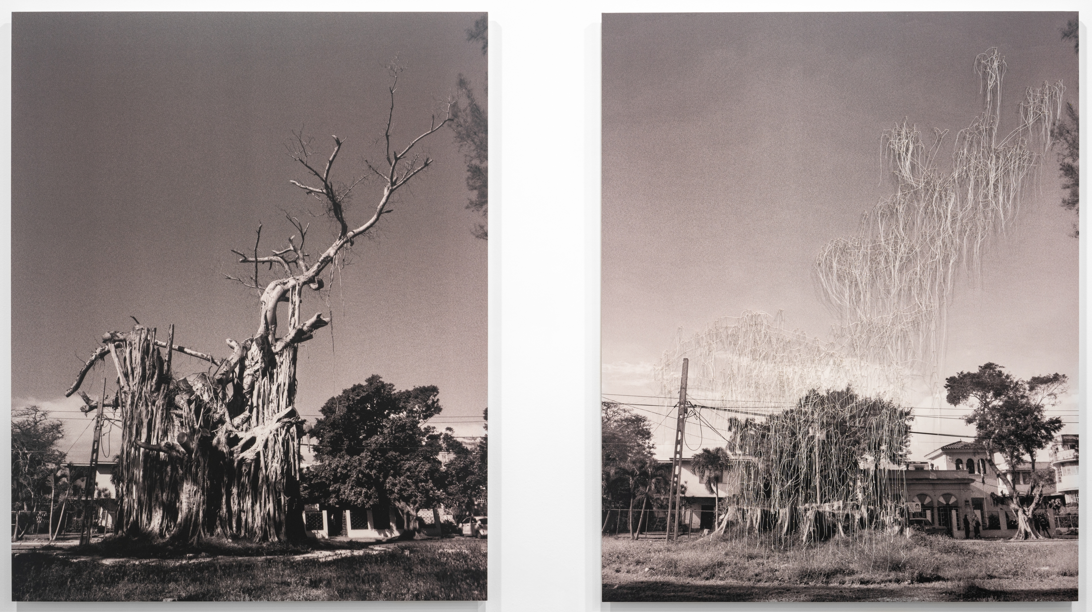 Carlos Garaicoa
Sin t&iacute;tulo (&Aacute;rbol) / Untitled (Tree)
2021
Pins and thread on lambda gator, diptych Work: 155 x 255 cm
Work (each): 155 x 125 cm
Unique

Sales enquiries